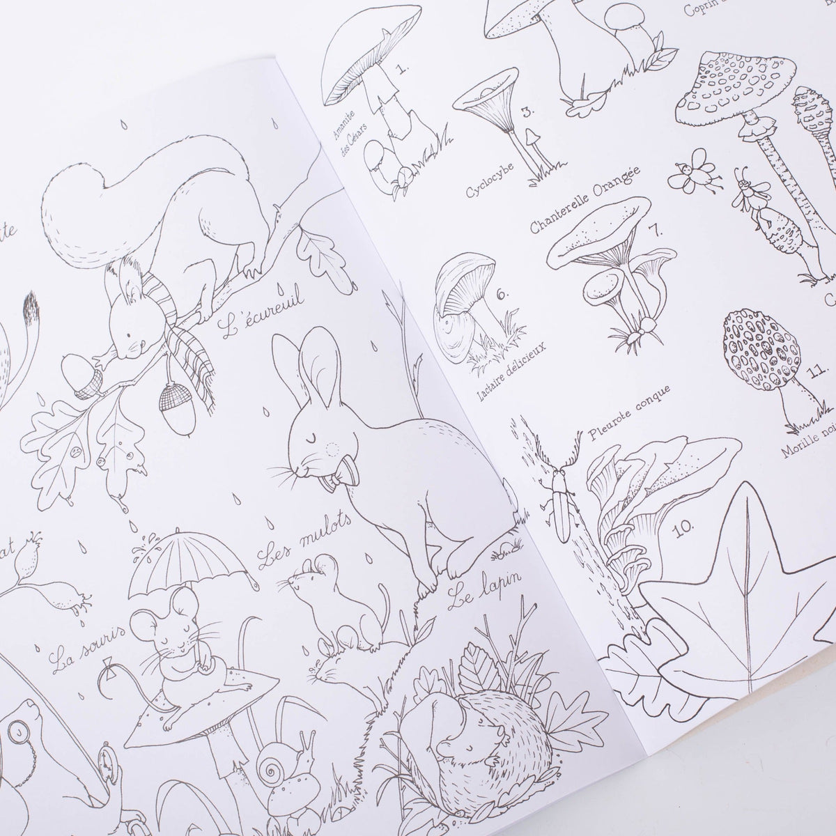 Moulin Roty The Botanist | Colouring And Sticker Book